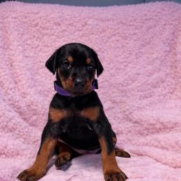 Daphne (Purple Collar) - Black and rust female Doberman Pinscher puppy in Centralia, Missouri from TopSpots Farm