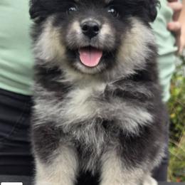 Girl 2 - Black female Finnish Lapphund puppy in Dunedin, Florida from Seahaven Finnish Lapphunds