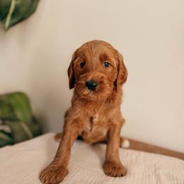 Hamilton - Red  male Goldendoodle puppy in Yukon, Oklahoma from Bows and Ties Doodles, LLC