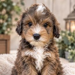 Brown - Chocolate merle male Bernedoodle puppy in Petersburg, Michigan from Brittany’s Mini Bernedoodles