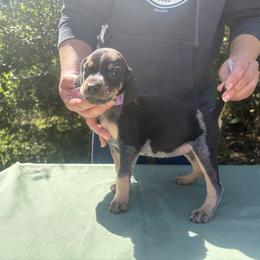 Riley - Blue ticked and tan female Bluetick Coonhound puppy in Mount Pleasant, Texas from Harmons Hounds