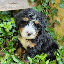 Bernedoodles from DMV Doodles