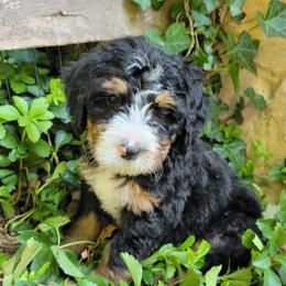 Bernedoodles from DMV Doodles