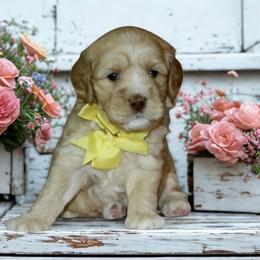 Roo - Caramel female Australian Labradoodle puppy in Milton, North Carolina from Good Day Doodles