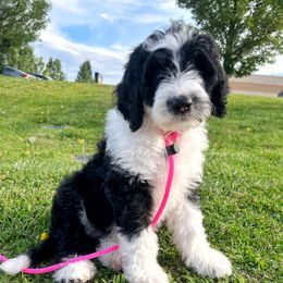 Old English Sheepdog and Sheepadoodle Puppies from Doodlefolk