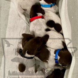 German Shorthaired Pointer Puppies from Triple R German Shorthaired Pointers