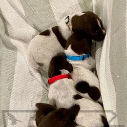 German Shorthaired Pointer Puppies from Triple R German Shorthaired Pointers