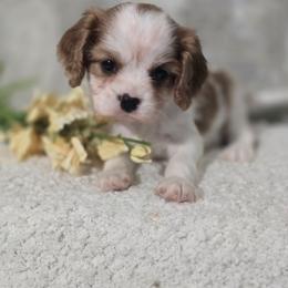 Theodore - Blenheim male Cavalier King Charles Spaniel puppy in Decatur, Illinois from Petite Pups
