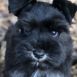 German Shepherd and Miniature Schnauzer Puppies from Carol Mcgrew