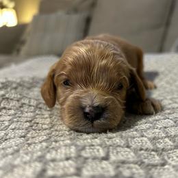 Boy 2 green - Apricot male Cavapoo puppy in Orion, Illinois from Poppy Garden Doodles