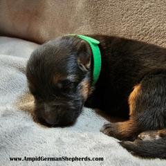 Girl 1 - Black and red German Shepherd puppy in Washington from Ampid German Shepherds