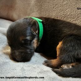 Girl 1 - Black and red German Shepherd puppy in Washington from Ampid German Shepherds