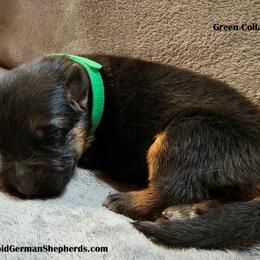 Girl 1 - Black and red German Shepherd puppy in Washington from Ampid German Shepherds