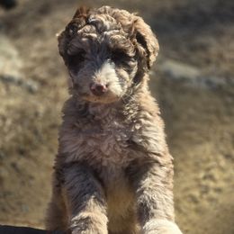 Girl 1 - Aussiedoodle puppy from Feather Branch Farm and Kennel