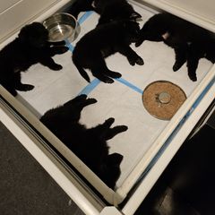 Belgian Sheepdog Puppies from Kimberly Perry