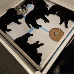 Belgian Sheepdog Puppies from Kimberly Perry