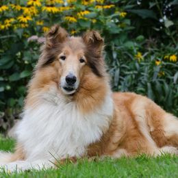 Collies from Kelstrin Collies