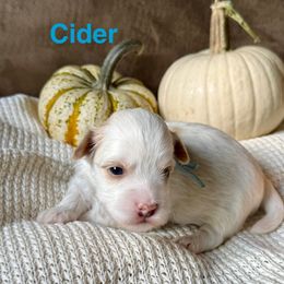Cider (Blue collar) - Cream male Havanese puppy in Silverton, Oregon from PNW Havanese
