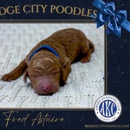 Fred - Apricot male Poodle puppy in Signal Mountain, Tennessee from Bridge City Poodles