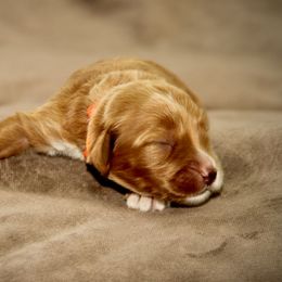 Yelana - Caramel female Australian Labradoodle puppy in Stanwood, Washington from Victoria Creek Australian Labradoodles