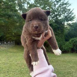 Girl 2 - Red and white female Siberian Husky puppy in Jonesborough, Tennessee from Dry Creek Siberians