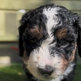 Bernedoodle Puppies from SoCal Bernedoodles