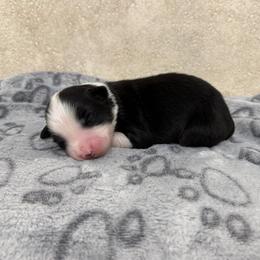 Ridge - Black tri male Miniature American Shepherd puppy in Baker, Florida from East to Western Aussies