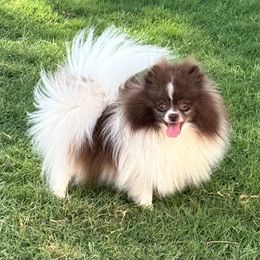 Roxy - Pomeranian