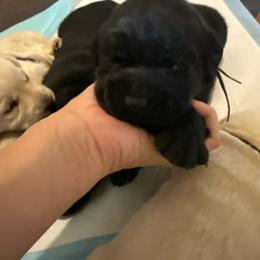 Ember- gray collar - Black male Labrador Retriever puppy in Isanti, Minnesota from Four Corners Family Labs