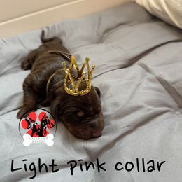 Light Pink Collar - Red and rust female Doberman Pinscher puppy in Canton, Ohio from Aaliyah’s Dobies
