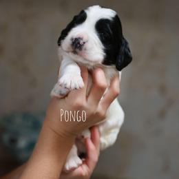Pongo - Black and white male English Cocker Spaniel puppy in New Mexico from HighBrassGunDogs