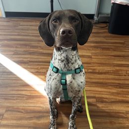 Ripp - German Shorthaired Pointer