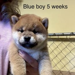 Boy 2 - Red male Shiba Inu puppy in Tuscaloosa, Alabama from Rita and Daniel Montgomery - Cedarwood Siberians and Shibas