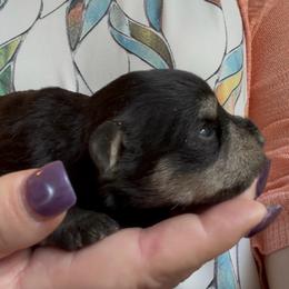 Cassie (the runt) - Black and silver female Miniature Schnauzer puppy in Hull, Georgia from Ardent Miniature Schnauzers of Athens