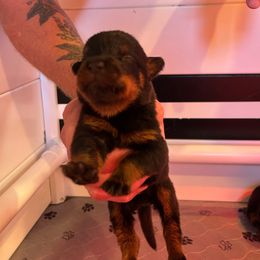 Boy 1 - Black and mahogany male Rottweiler puppy in Indianapolis, Indiana from Rottgang Rottweilers