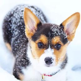Pembroke Welsh Corgi Puppies from Iron Moss Ranch