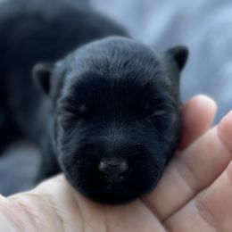 Scottish Terrier and Toy Australian Shepherd Puppies from Pecan Creek