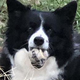 Border Collies from Creekside Pet Resort