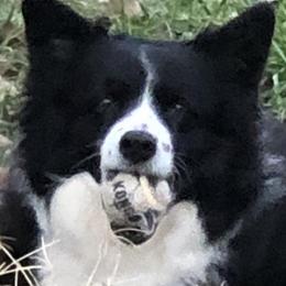 Border Collies from Creekside Pet Resort