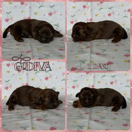 Godiva - Red female Shih Tzu puppy in Yelm, Washington from Lala's All Star Shih Tzu