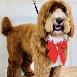 Buzz - Australian Labradoodle