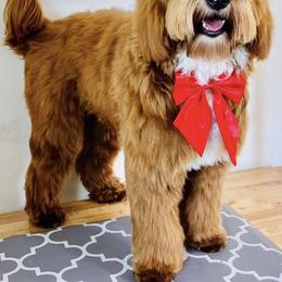 Buzz - Australian Labradoodle