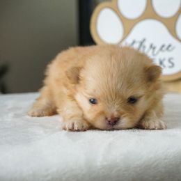 Macaroon - Orange female Pomeranian puppy in Bethel, Ohio from J&A Poms