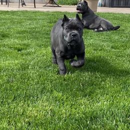 Cane Corso Puppies from Fedele's Cane Corso