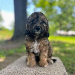 Brooks - Chocolate male Goldendoodle puppy in Pittsburg, Texas from Grace Springs Goldendoodles