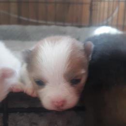 Pomeranian Puppies from Tonia's Pomeranians