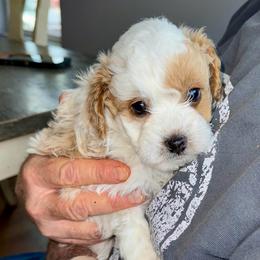Kane - Red male Havapoo puppy in Loveland, Colorado from Littledoodles2love