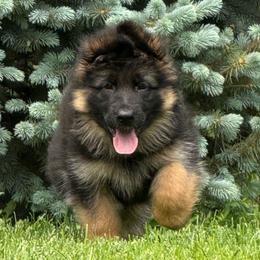 Girl 2 PURPLE - Black and red female German Shepherd puppy in Maple Grove, Minnesota from Von Palmore Hof