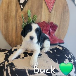 Buck - Black and white male English Springer Spaniel puppy in 5 Points, Tennessee from Tenn South Springer Spaniels