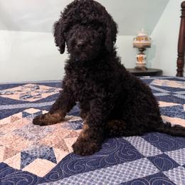George Washington - Black male Poodle puppy in Fairfield, North Carolina from Leaning T Ranch